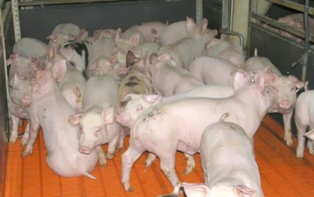 Pesta porcină, luată la control: 1.600 de probe de sânge, prelevate de la animale